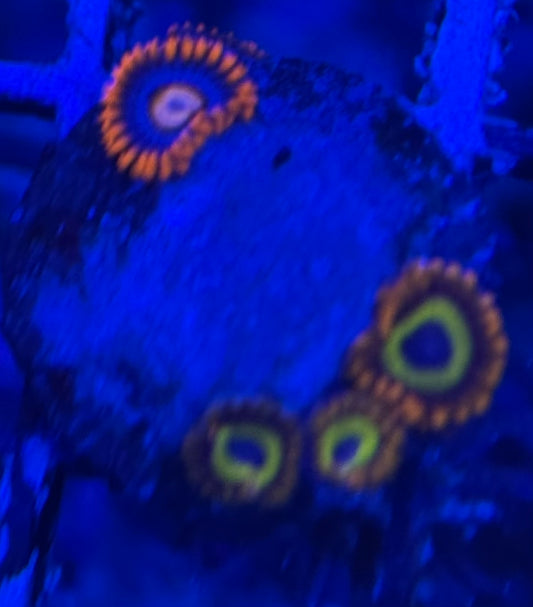 HD (ACI) Fruitloops +Fire and Ice Friend Zoas -4+ Polyps