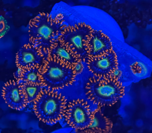 HD (TSA) Circus Freaks Zoas - 15+ Polyps! - WYSIWYG