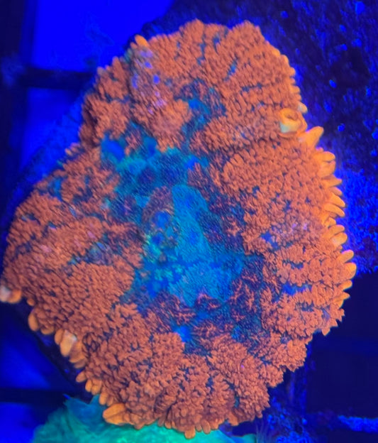 HD XL Fire Rim Rhodactis Mushroom