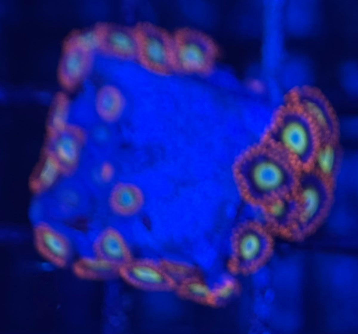 HD (TSA) Circus Freaks Zoas - 23+ Polyps