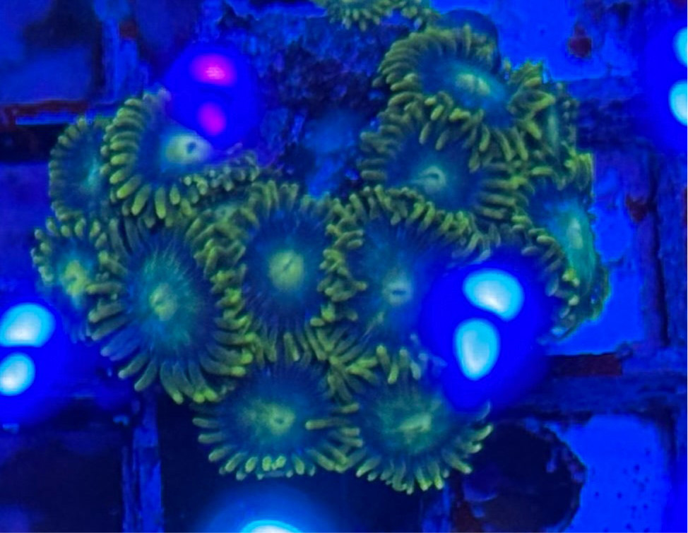 WYSIWYG - HD Unknown Zoas
