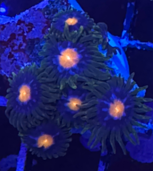 WYSIWYG - HD Jersey Blow Pops Zoas - 7+ Polyps