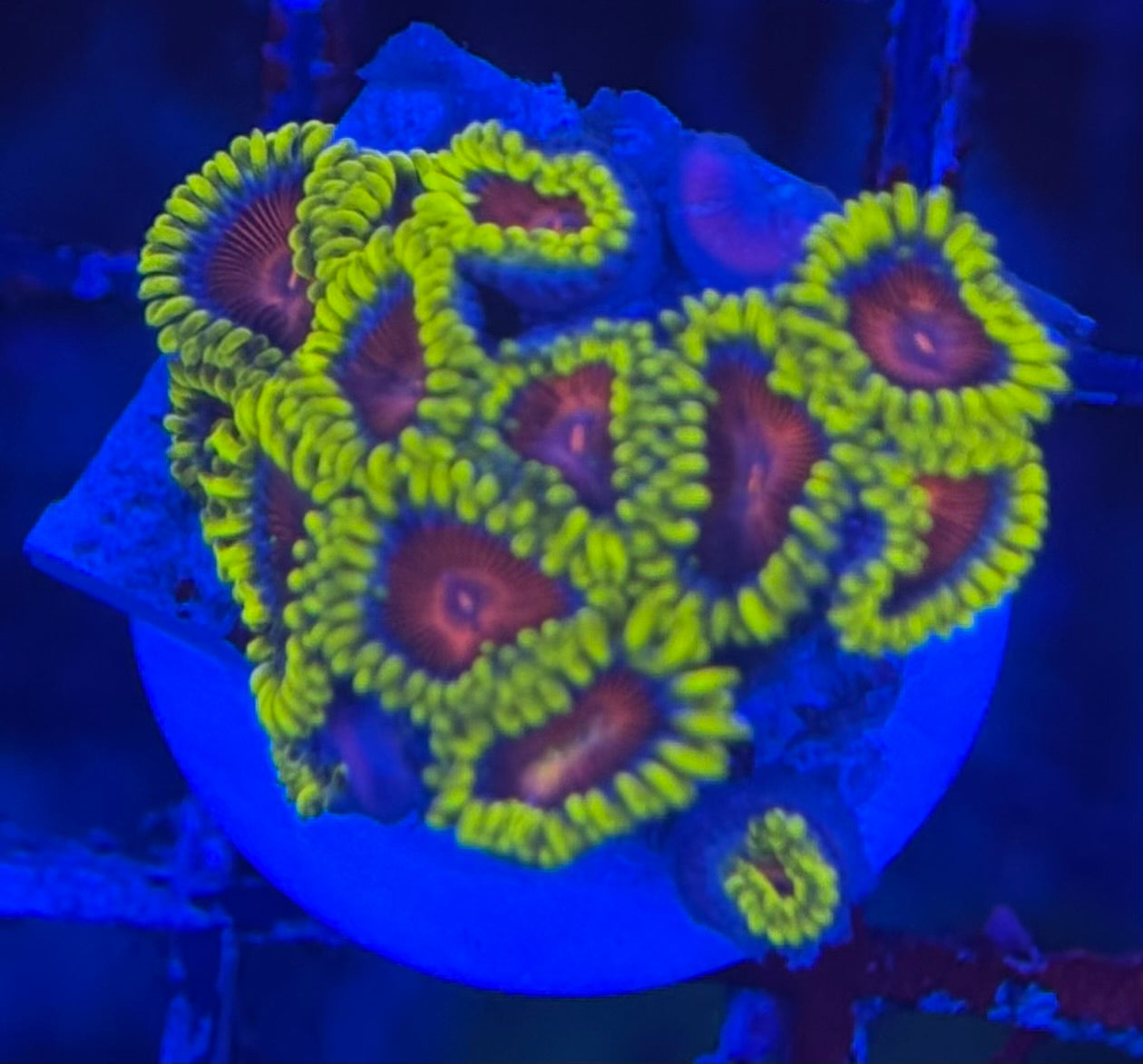 HD (CC) Spitfires Zoas- 14+ Polyps! - WYSIWYG