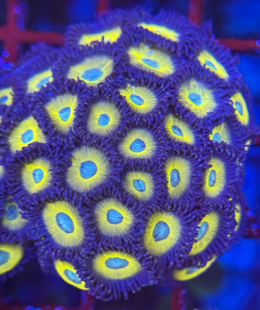 HD (ACI) Banana Zombie Zoas - 28+ polyps! - WYSIWYG