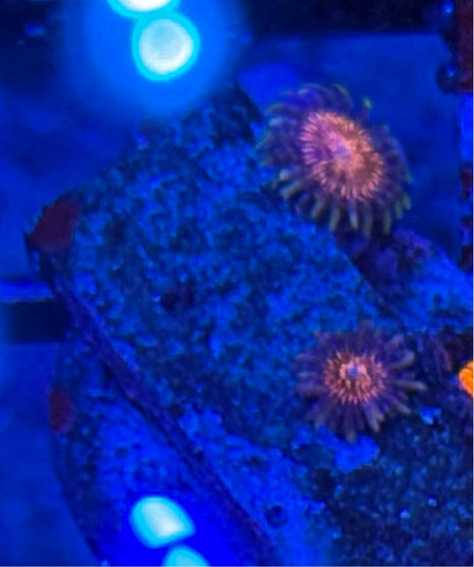 WYSIWYG - HD (ARC) Nightcrawler Zoas - 2 Polyp