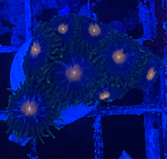 WYSIWYG - HD Jersey Blow Pops Zoas - 8+ Polyps