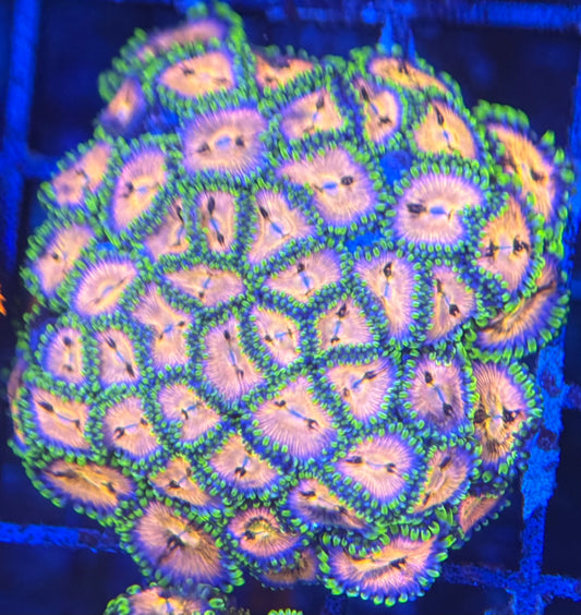 HD (ACI) Nirvana Zoas - 48+ Polyps