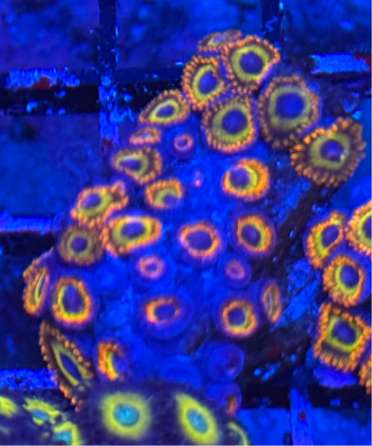 WYSIWYG - HD (ACI) Fruit Loops Zoas - 28+ Polyps