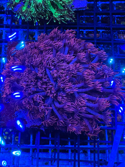 HD (ACI) Pink Goni - Cut To Order