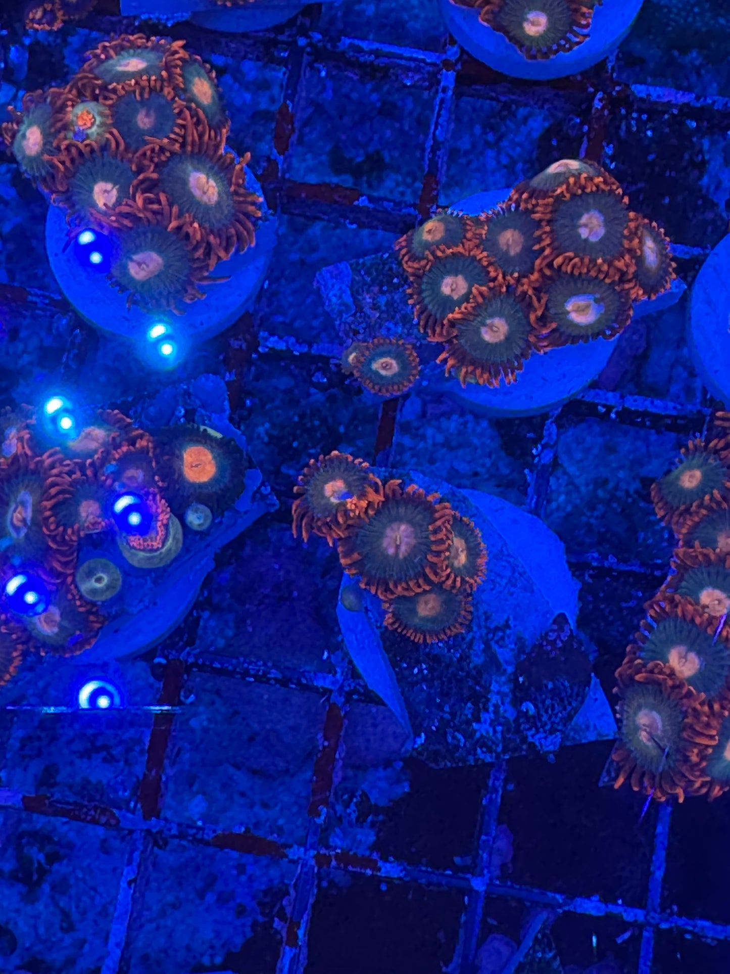 WYSIWYG - HD Gatorade Zoas - 5+ Polyps
