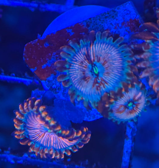 HD (ECC) OG White Zombie Zoas - 3+ Polyps! - WYSIWYG