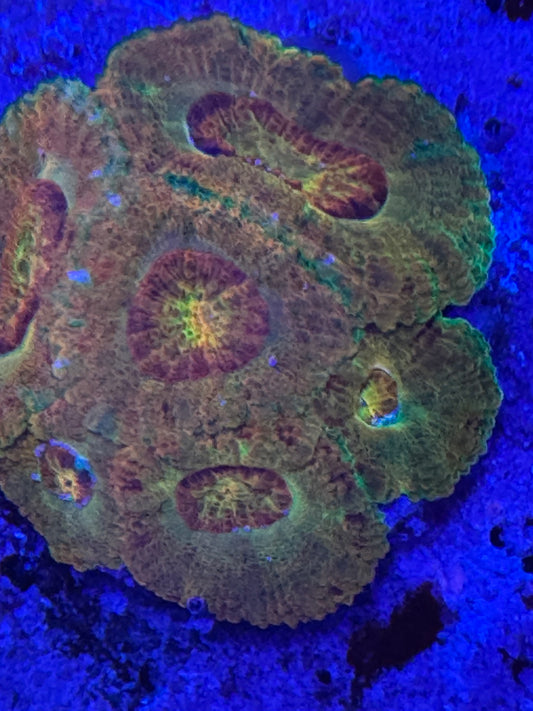 HD (BSA) Killshot Acan - Cut To Order Frag