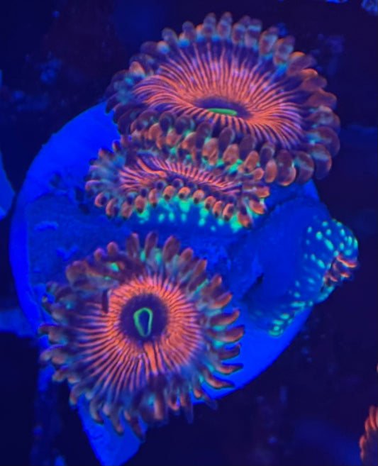 HD (ECC) OG Seduction Zoas - 4+ Polyps! - WYSIWYG
