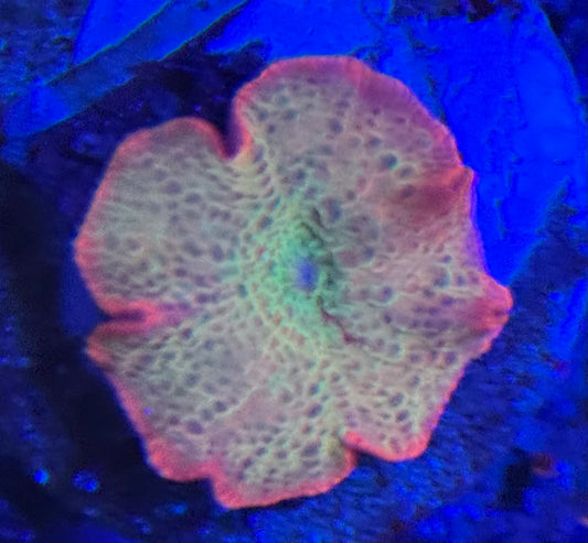 HD OG Eclectus Jawbreaker Mushroom- WYSIWYG