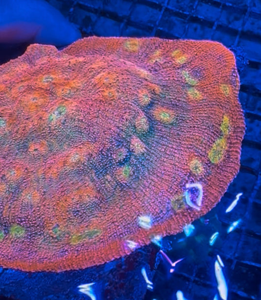 HD (ACI) Crazy Eye Chalice - Cut to Order Frag!
