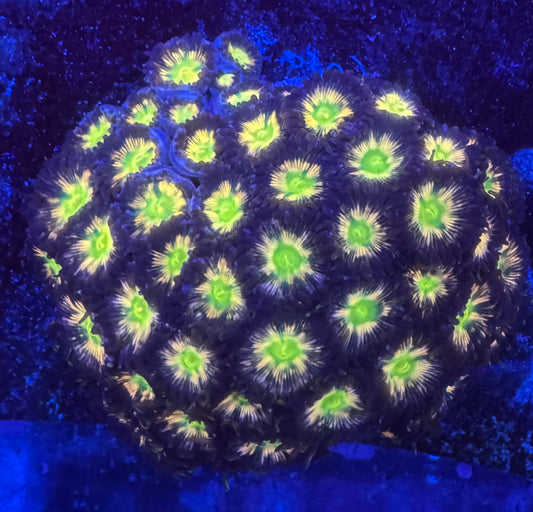 HD (ECC) Solar Flare Zoas - Cut To Order Frags