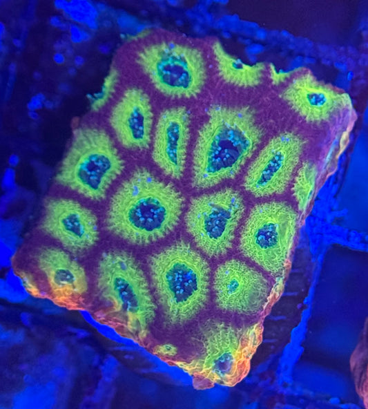 HD (ACI) Fireworks Favites - Xl Frag - WYSIWYG