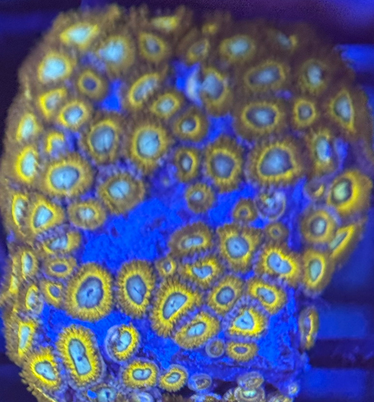 HD (ECC) Pikachus Zoas - 60+ Polyps