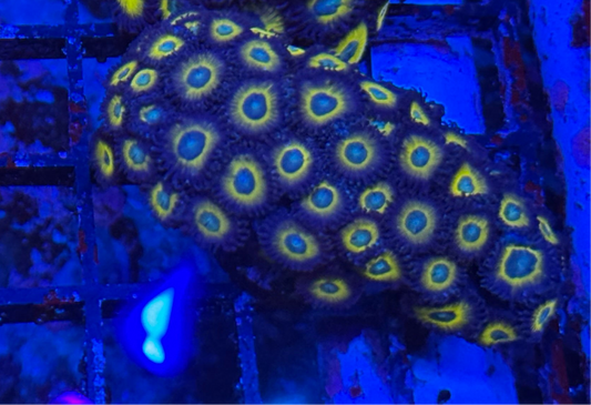 WYSIWYG - HD (ACI) Zombie Banana Zoas - 38+ Polyps