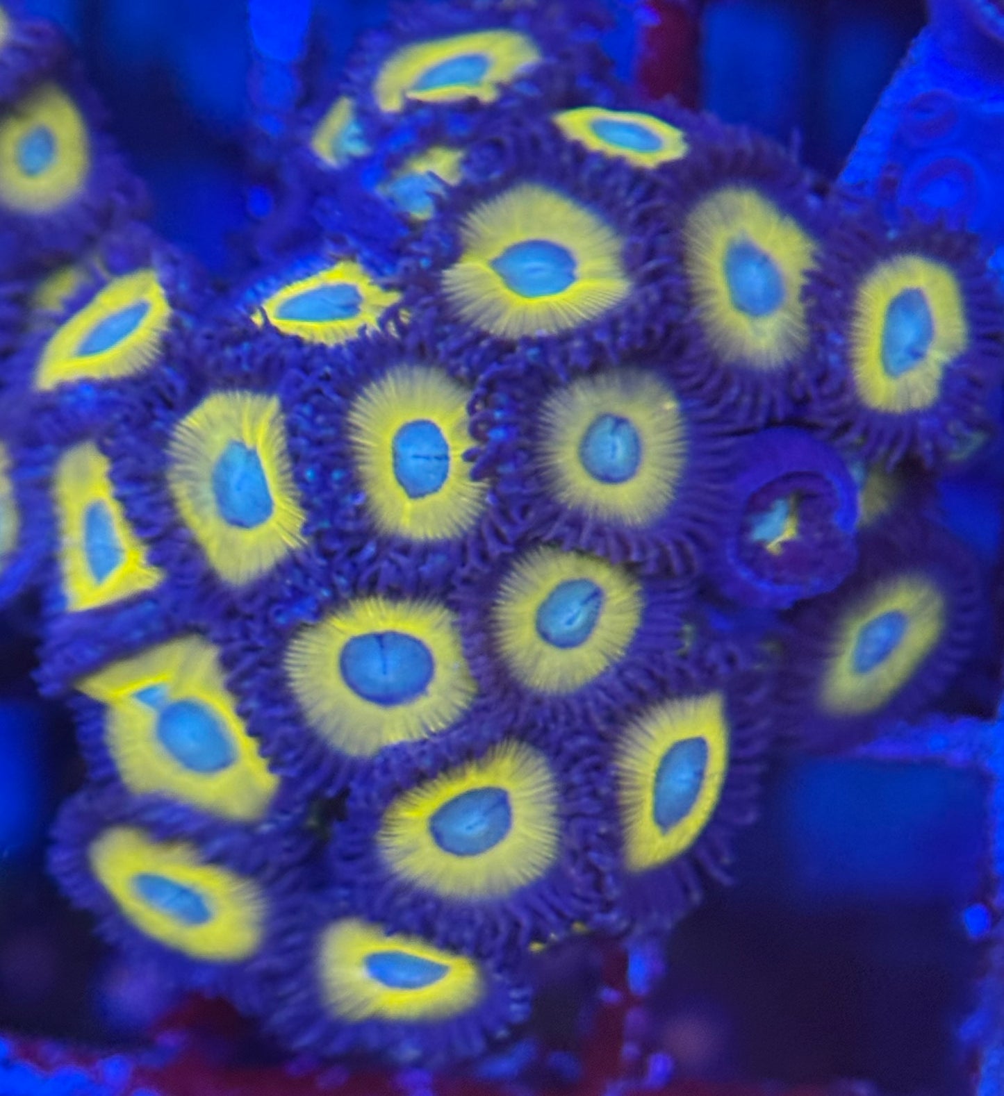HD (ACi) Zombie Banana Zoas - 24+ Polyps! - WYSIWYG