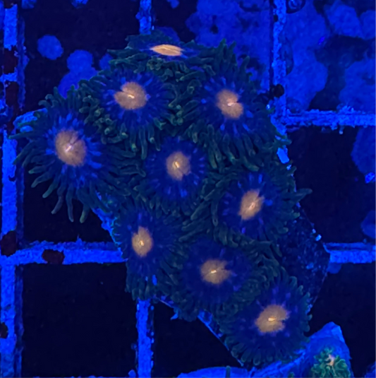 WYSIWYG - HD Jersey Blow Pops Zoas - 9+ Polyps
