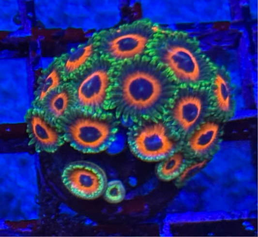 WYSIWYG - HD (ACI) Orange Sherbert Zoas - 16+ Polyps