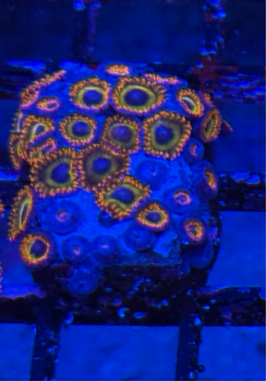 WYSIWYG - HD (ACI) Fruit Loops Zoas - 24+ Polyps