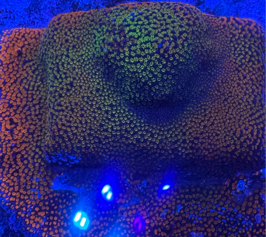 HD (ACI) Rainbow Monti - Cut To Order frag