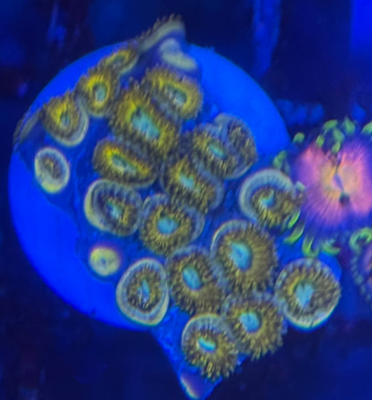 HD (ECC) Pikachu Zoas - 22+ Polyps! - WYSIWYG