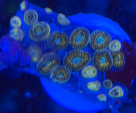 HD (ECC) Pikachu Zoas - 21+ Polyps! - WYSIWYG