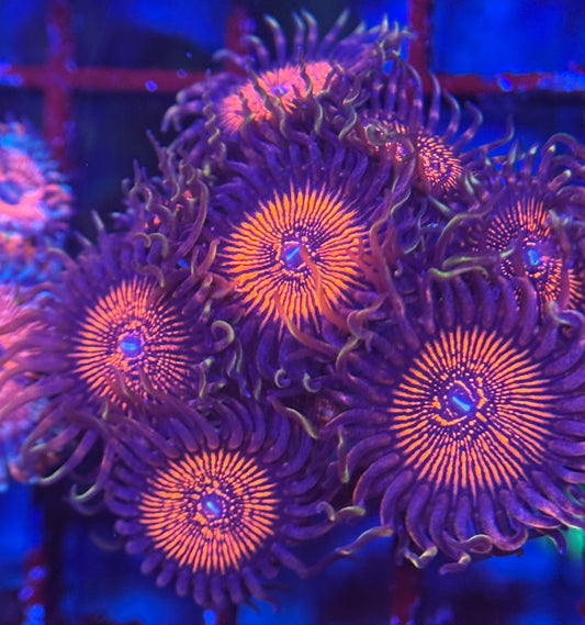 HD (ARC) OG Nightcrawler Zoas - 7+ Polyps! - WYSIWYG
