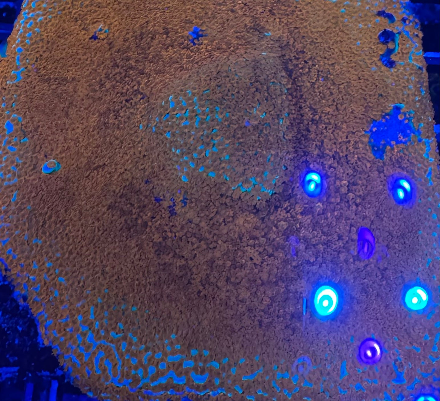 HD (JF) Aqua Man Monti - Cut To Order Frag