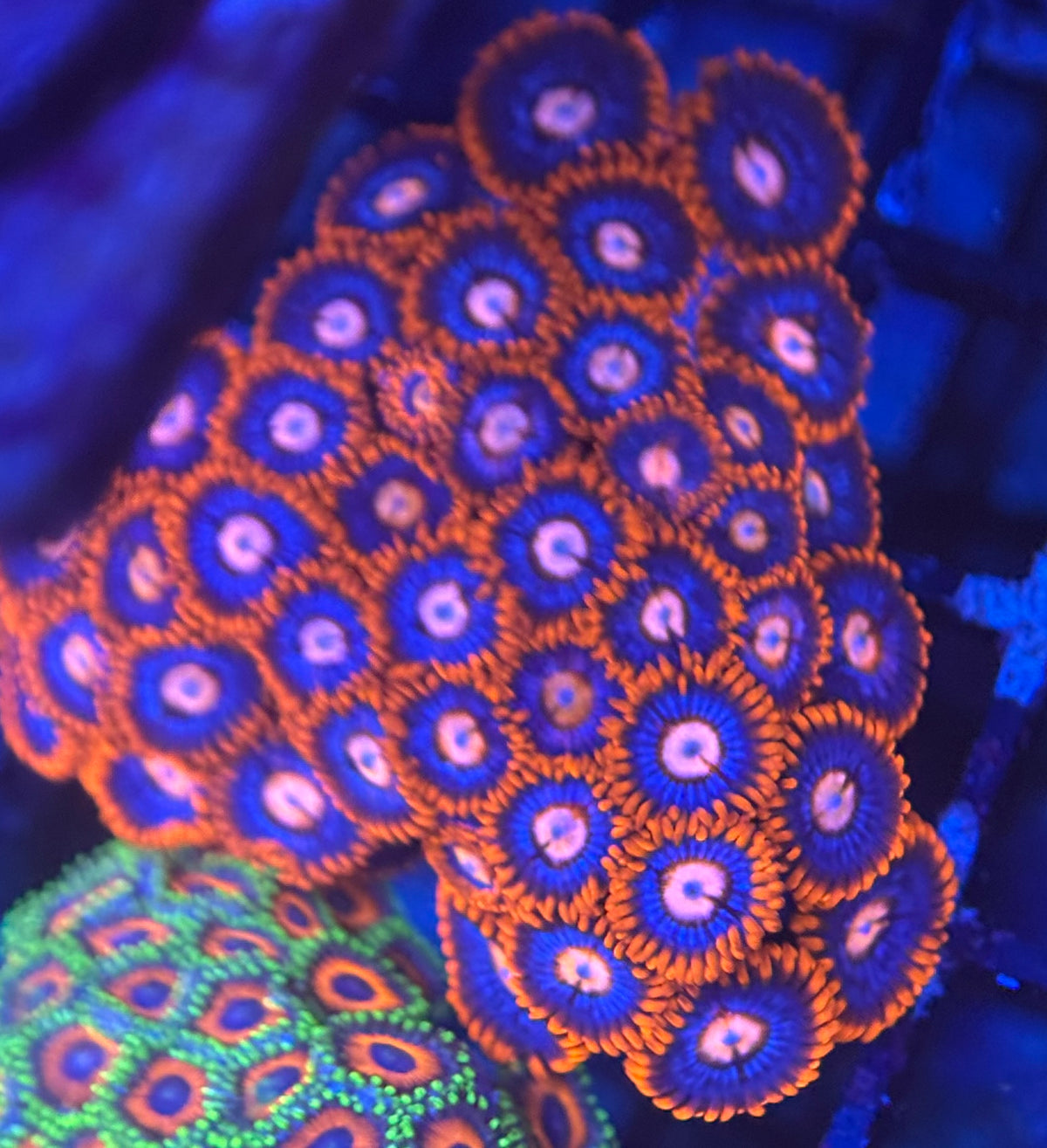 HD (ECC) Fire and Ice Zoas - 42+ Polyps