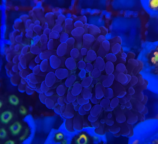 HD (ACI) Prince of Darkness Hammer - 2 Heads - True Black Hammer! - WYSIWYG