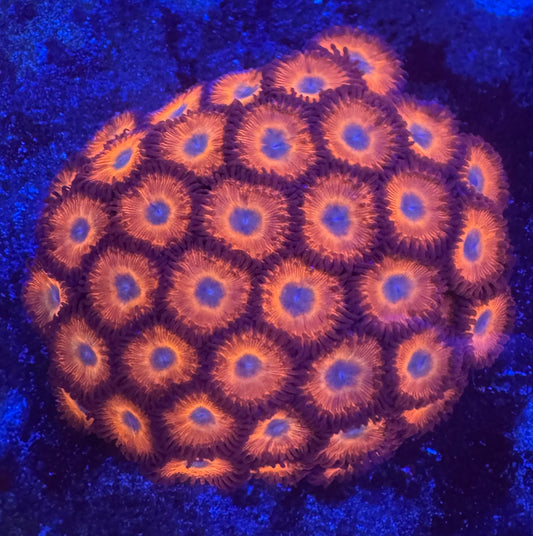 HD (ECC) Charmander Zoas - Cut To Order Frags