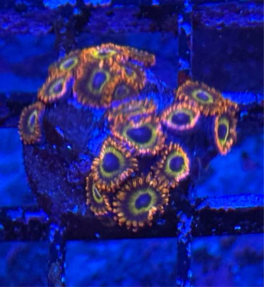 WYSIWYG - HD (ACI) Fruit Loops Zoas - 18+ Polyps