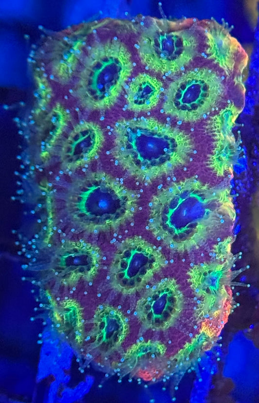 HD (ACI) Fireworks Favites - Xl Frag - WYSIWYG
