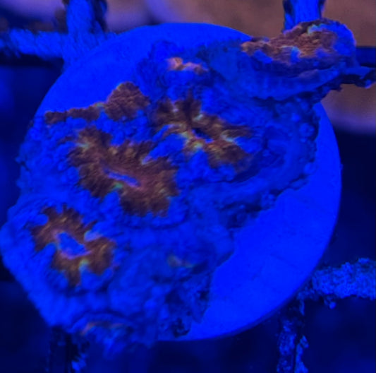 HD Usedtoberainbow Acan Lord - 6 Polyps