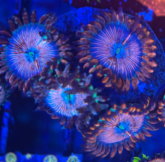 HD (ECC) OG White Zombie Zoas - 4+ Polyps! - WYSIWYG