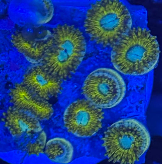 HD (ECC) Pikachu Zoas - 12+ Polyps! - WYSIWYG