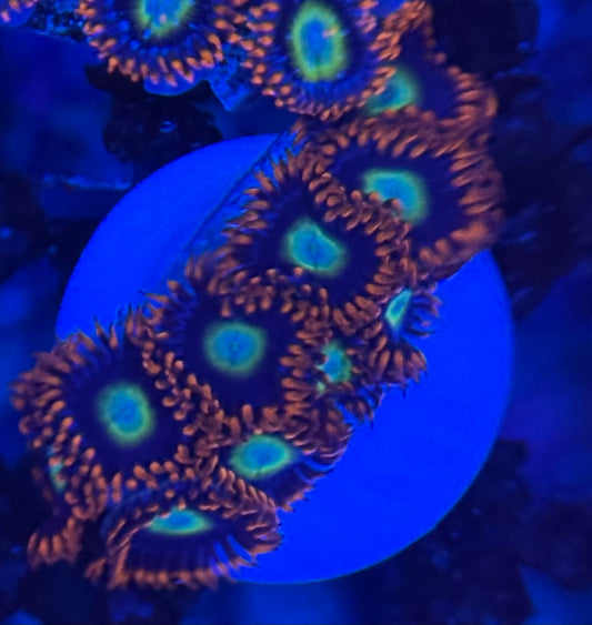 HD (TSA) Circus Freaks Zoas - 9+ Polyps! - WYSIWYG
