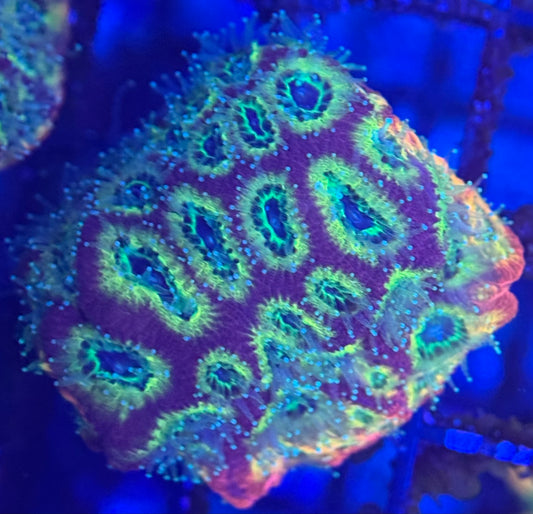 HD (ACI) Fireworks Favites - Xl Frag - WYSIWYG