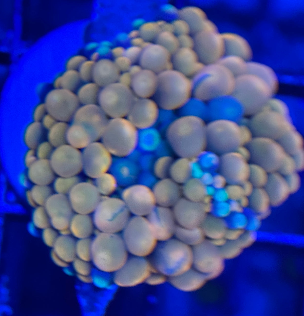 HD Cotton Candy Bounce Ricordea Mushroom