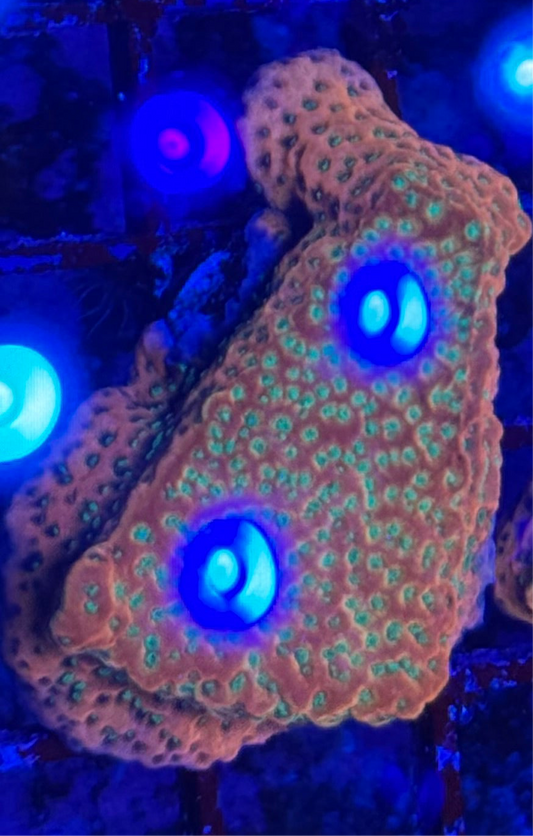 WYSIWYG - HD (ACI) Tropicana Monti - XL Size