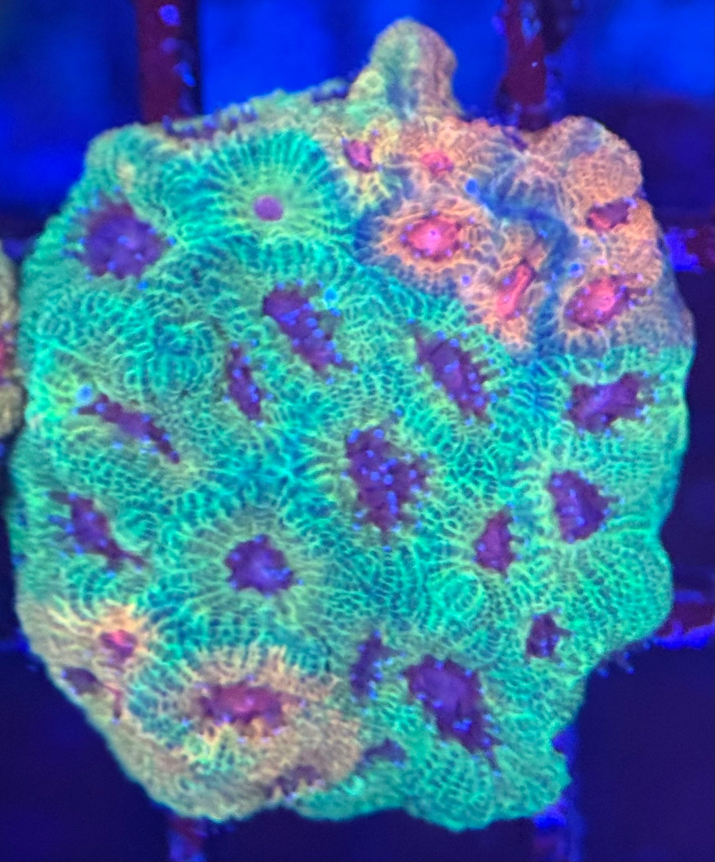 HD Fascination Favia - WYSIWYG