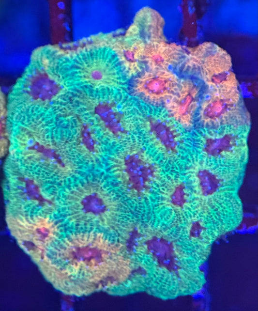 HD Fascination Favia - WYSIWYG