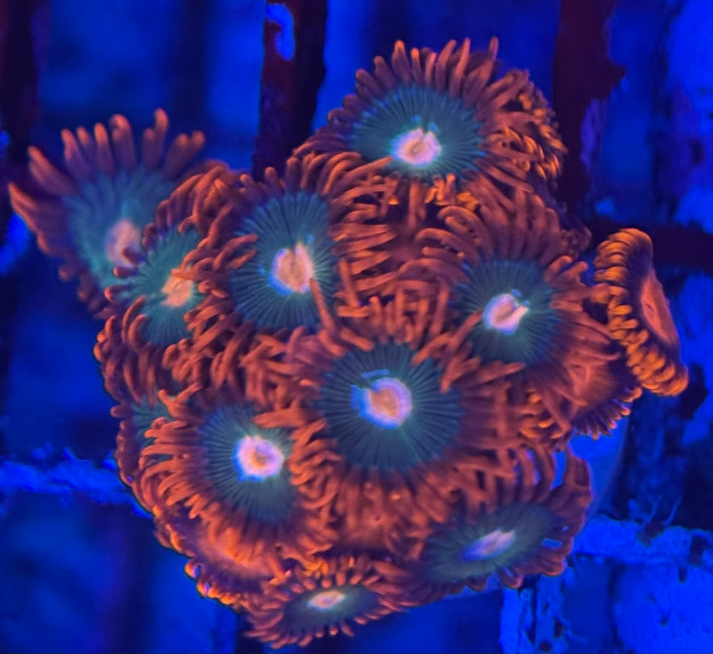 HD Gatorades + Bam Bams Zoas - 14+ Polyps! - WYSIWYG
