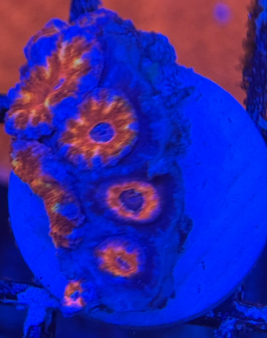 HD Usedtoberainbow Acan Lord - 6 Polyps