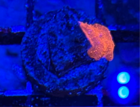 WYSIWYG - HD Iron Man Discosoma Mushroom