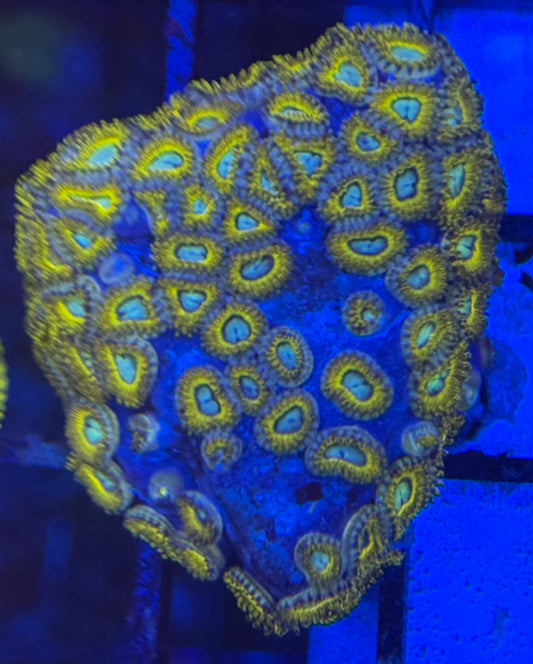 HD (ECC) Pikachu Zoas - 60+ Polyps